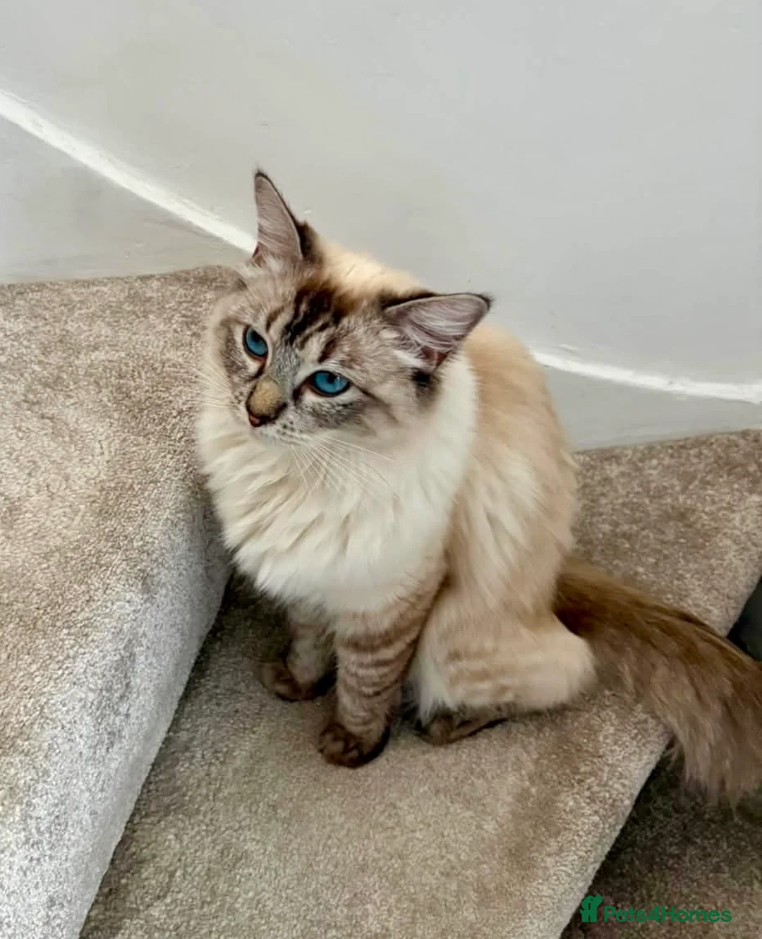 Ragdoll cats for sale: 💜 Stunning Lilac Ragdoll Kitten Boy - Advert 1