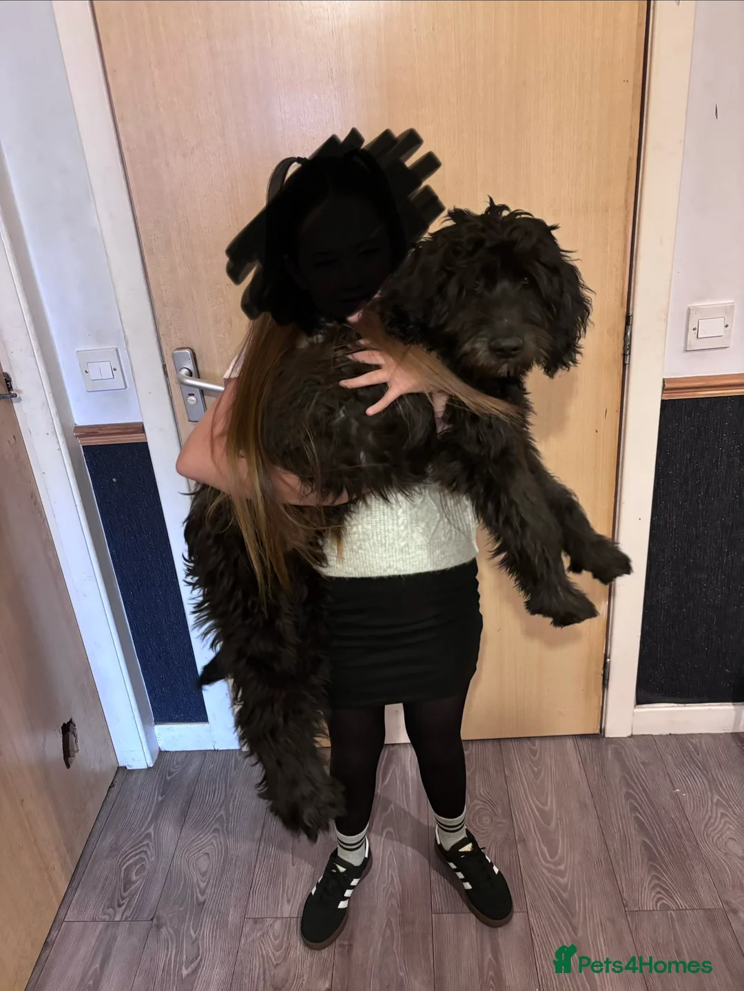 Labradoodle dogs for sale: 10 month old male labradoodle - Advert 2