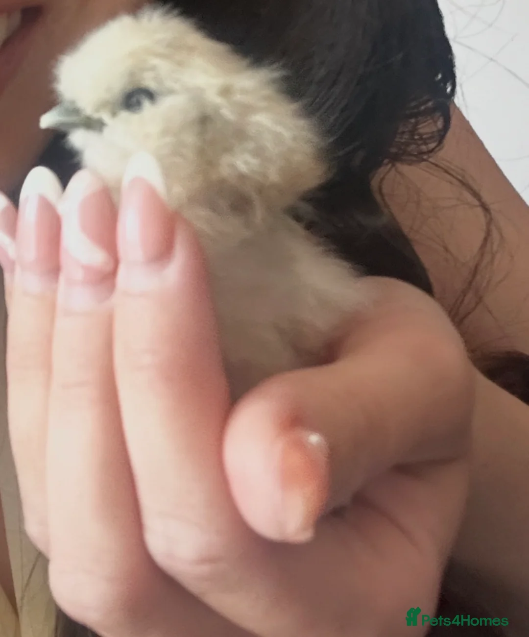 Chickens poultry for sale: Silkie eggs available  in Mold - Advert 6