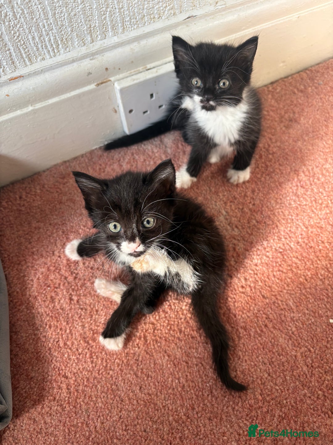 Domestic Shorthair cats for sale: Baby house cat kittens  - Image 4