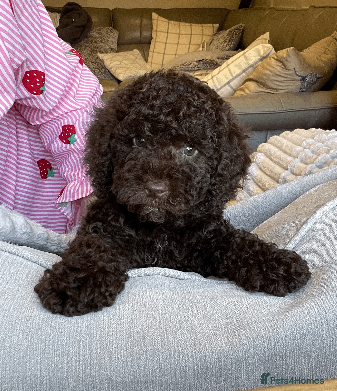 Cockapoo dogs for sale: F1b Toy Cockapoo puppy - Advert 6
