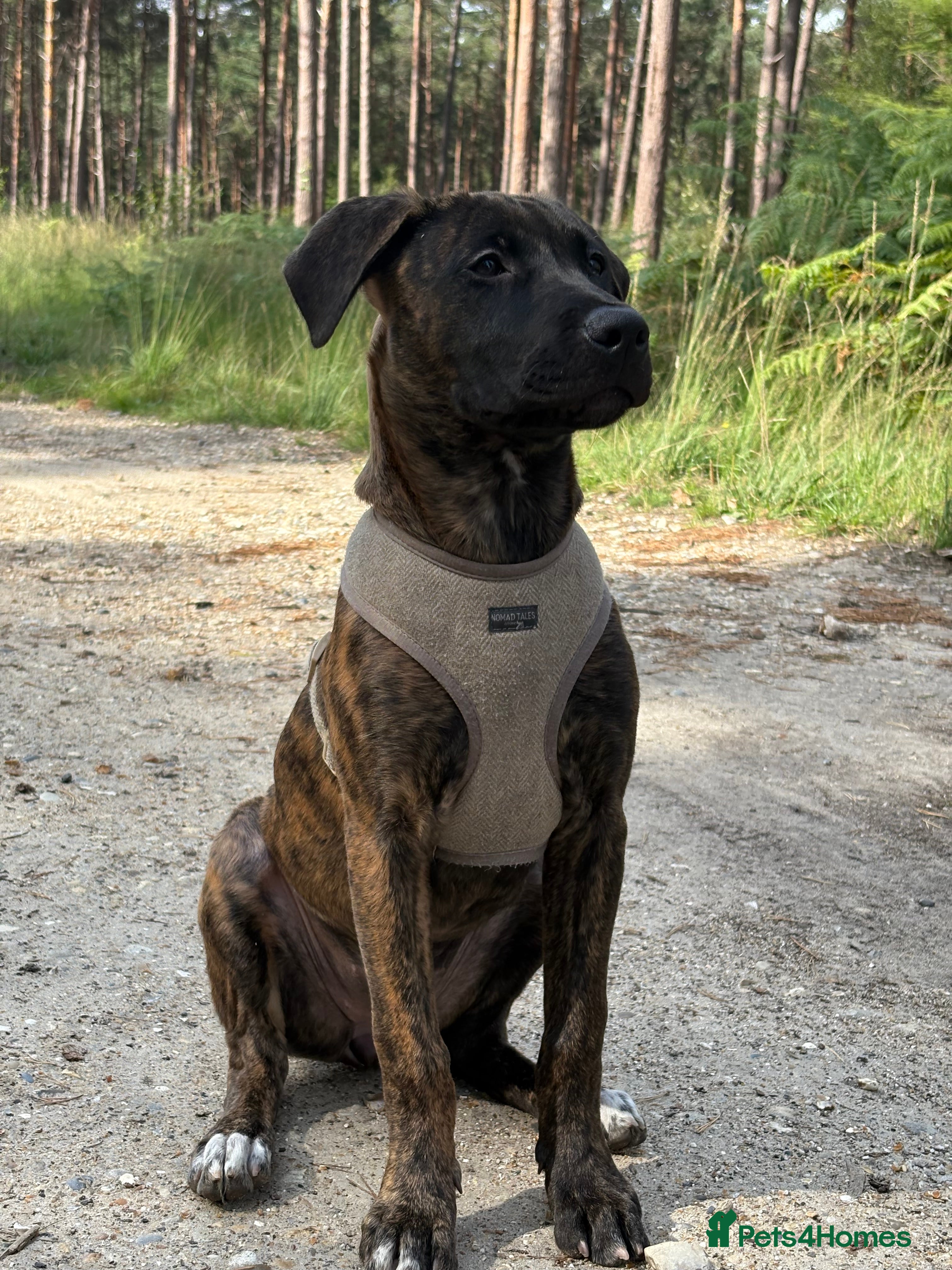 Mixed Breed dogs Cali- our beautiful lady needs a home  - Advert 16