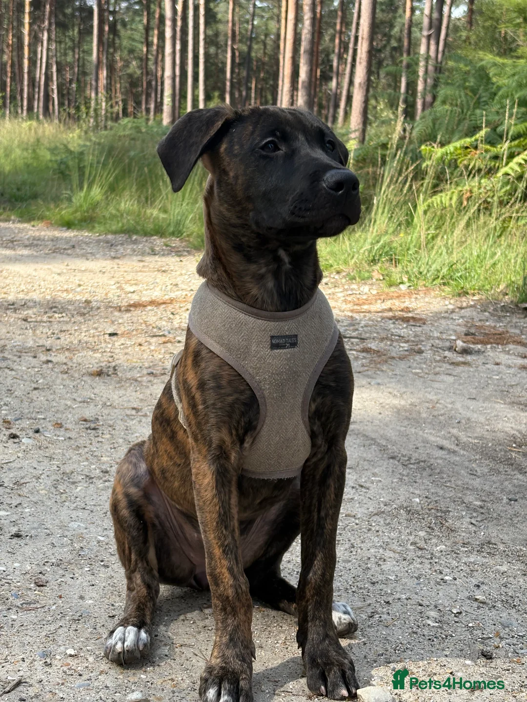 Mixed Breed dogs for sale: Cali- our beautiful lady needs a home  - Advert 1