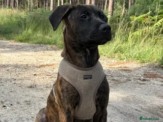 Mixed Breed dogs Cali- our beautiful lady needs a home - Advert 16