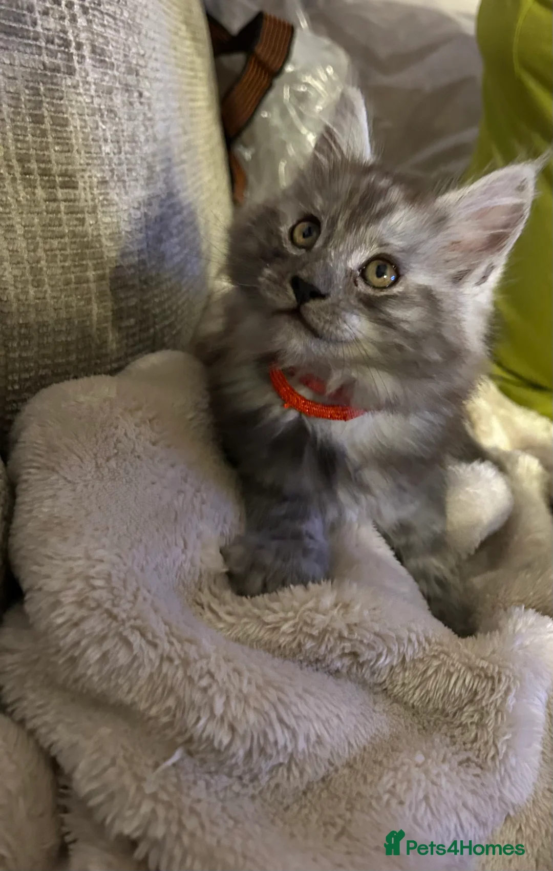 Maine Coon cats for sale: Mainecoon Kittens - Advert 8