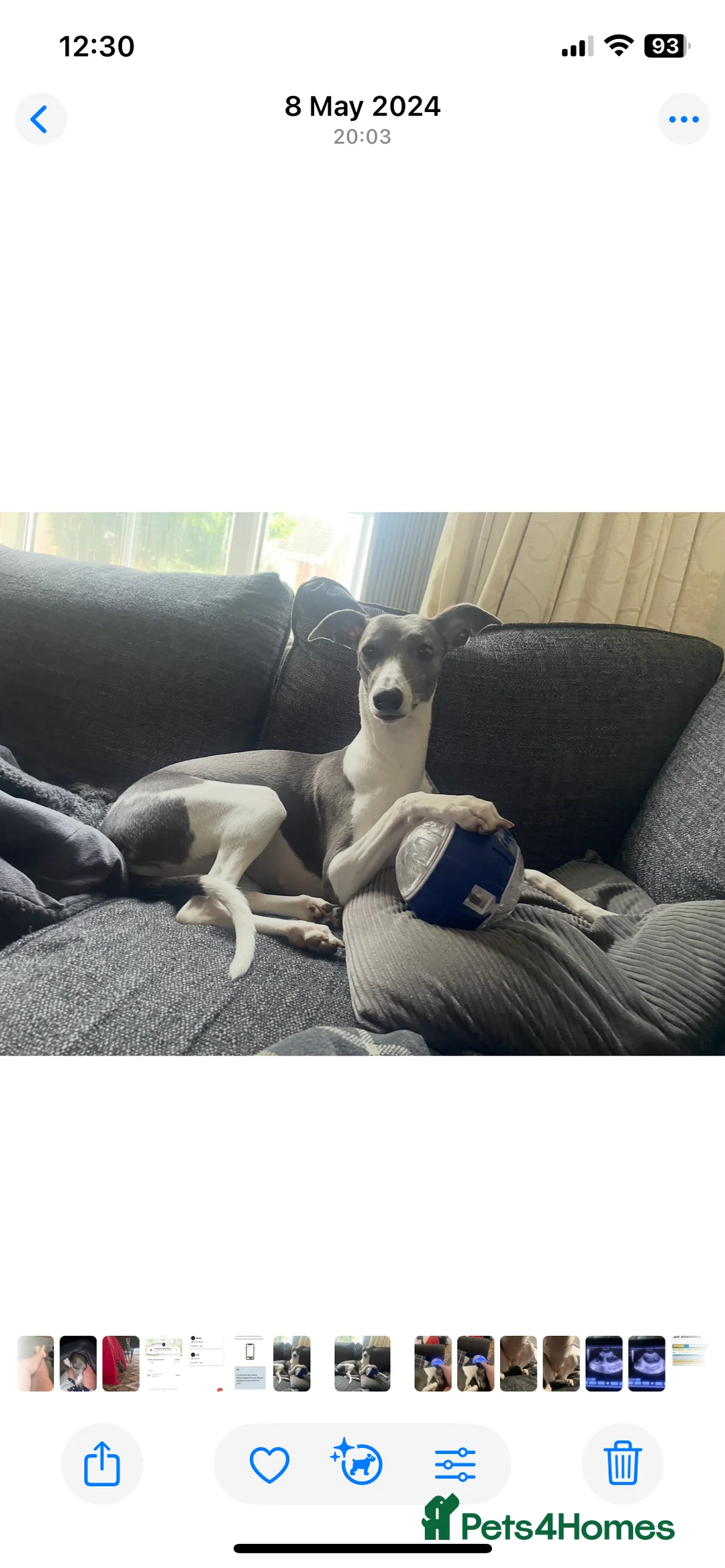 Whippet dogs for sale: KC whippet puppies for sale - Advert 5
