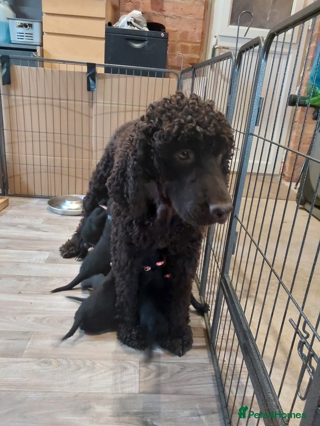Mixed Breed dogs for sale: Irish Water Spaniel mum and Fox Red Labrador dad - Advert 19