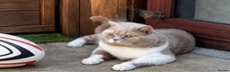 British Shorthair cats for sale: Fawn and White Proven Male  - Advert 2