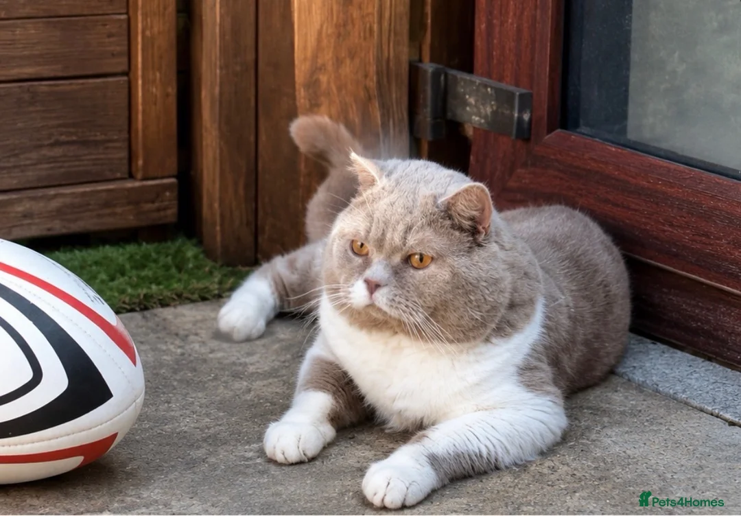 British Shorthair cats for sale: Fawn and White Proven Male  - Advert 2