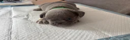 French Bulldog dogs for sale: French bulldog ( fluffy bloodline) - Advert 19