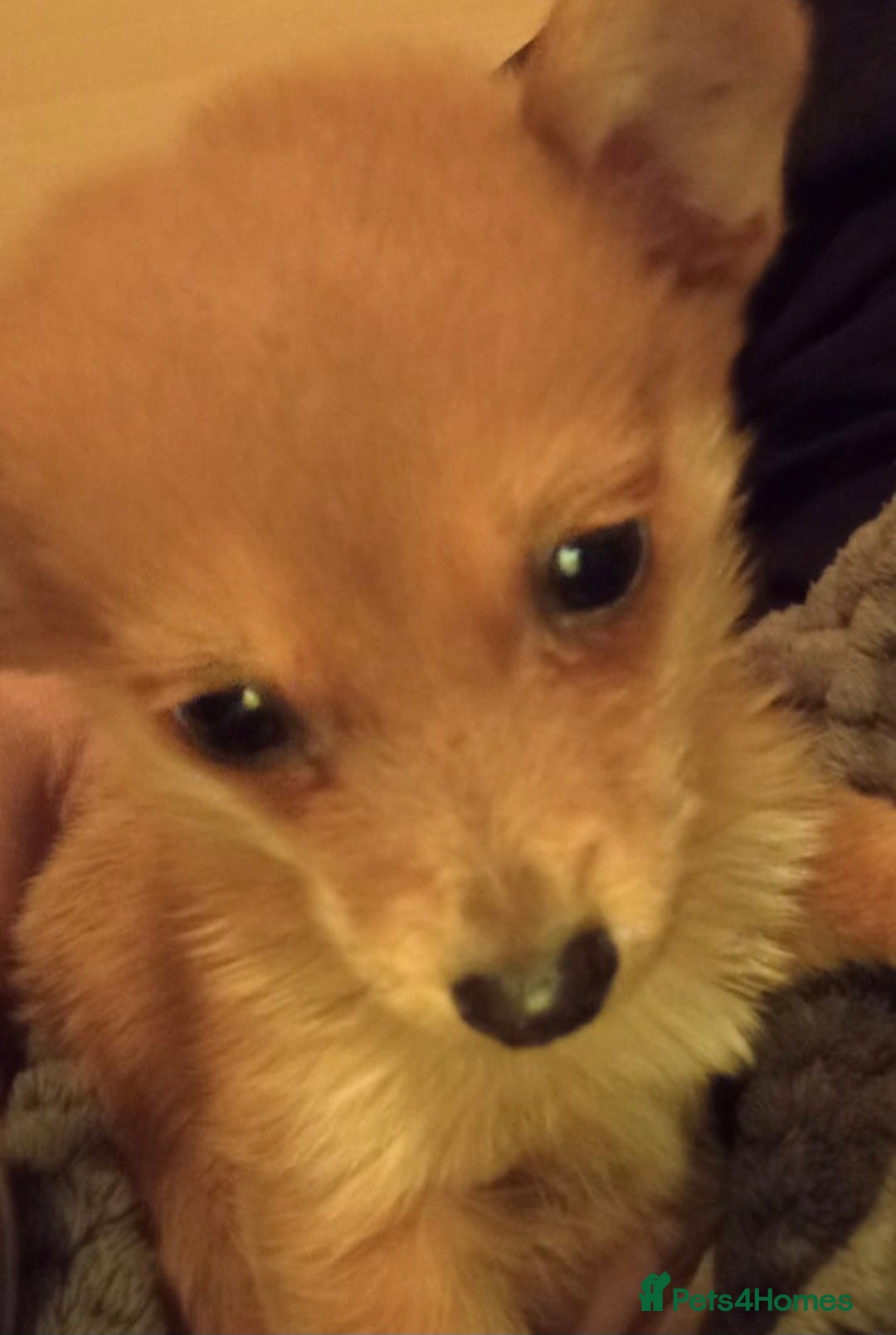 Chihuahua dogs Chihuahua Puppy  - Advert 3