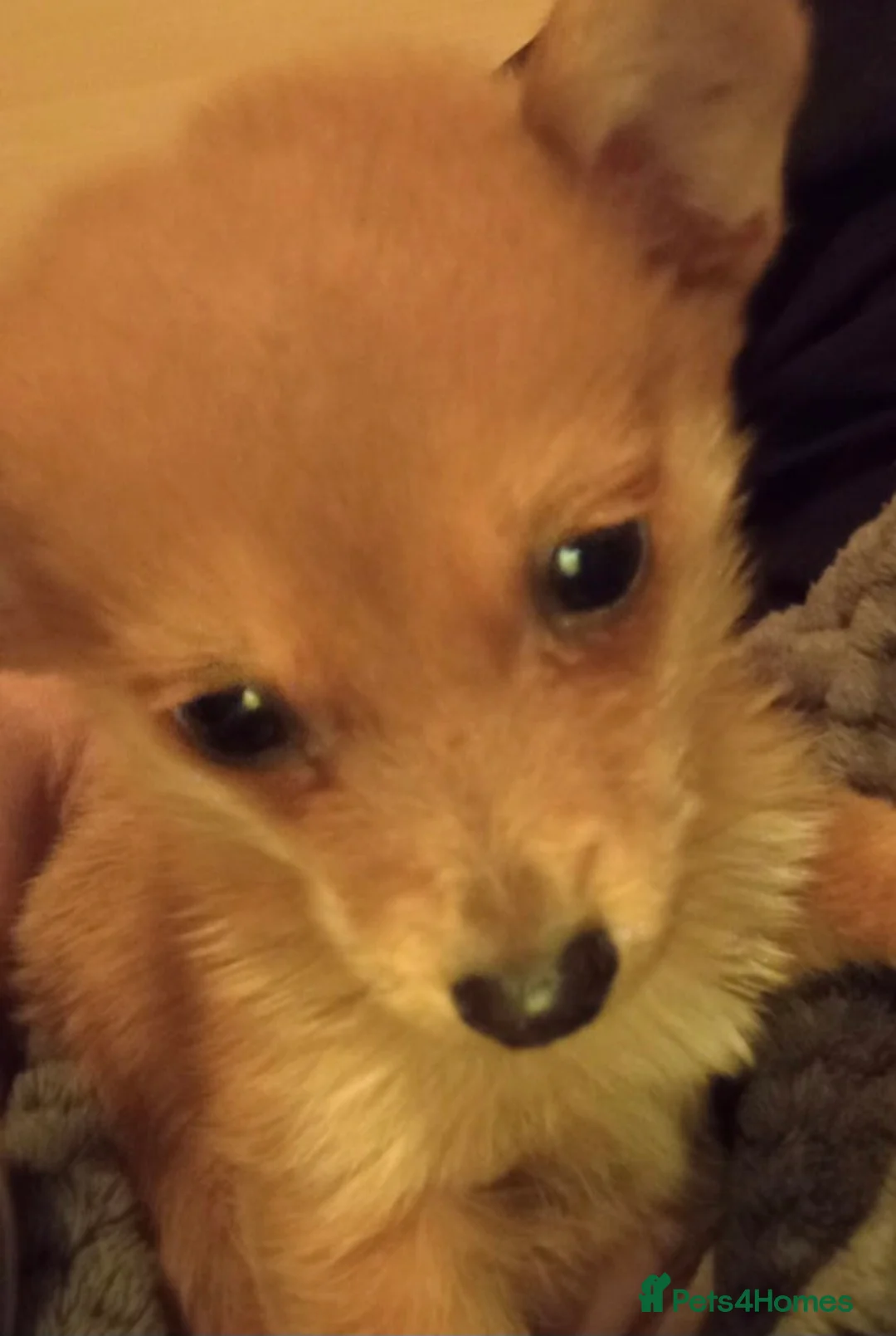 Chihuahua dogs for sale: Chihuahua Puppy  in Rochester - Advert 1