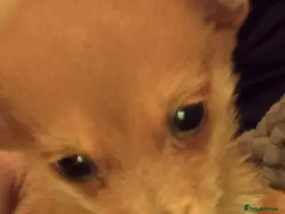 Chihuahua dogs Chihuahua Puppy - Advert 3