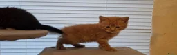 British Shorthair cats for sale: Beautiful British short hair babies Glasgow  - Advert 8