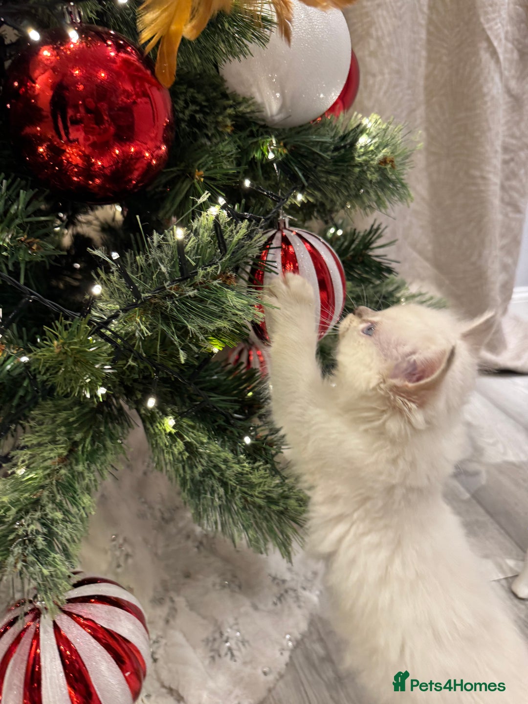 Ragdoll cats for sale: Ragdoll kittens  - Advert 10