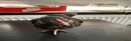 Chickens poultry for sale: Multi coloured mixed breed hybrid chicks  - Advert 21