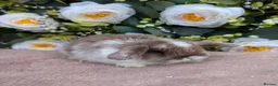 Mini Lop rabbits for sale: ❤️mini lop babies ❤️  - Advert 6