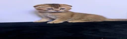 Scottish Fold cats for sale: The Stunning Scottish Fold kittens are ready - Advert 3