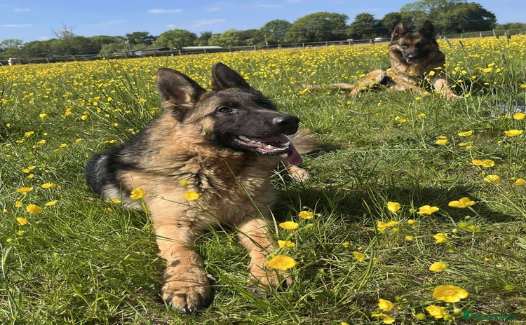 German Shepherd dogs - Advert 6