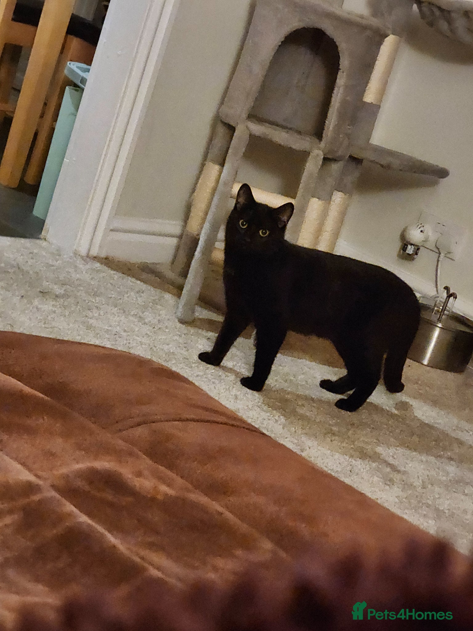 Mixed Breed cats for sale: Maeve- Cat - Advert 2