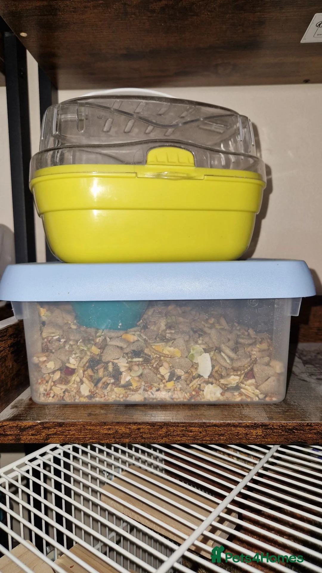 Mouse rodents for sale: 2 little girl mice need a new home.  - Advert 7