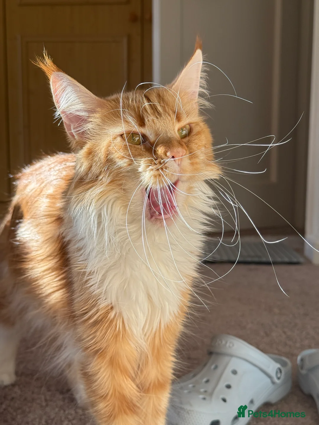 Maine Coon cats for sale: Purebred Adorable Maine Coon Kittens Available - Advert 6