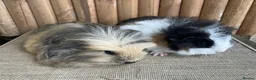 Guinea Pig rodents for sale: Baby girls - Advert 2