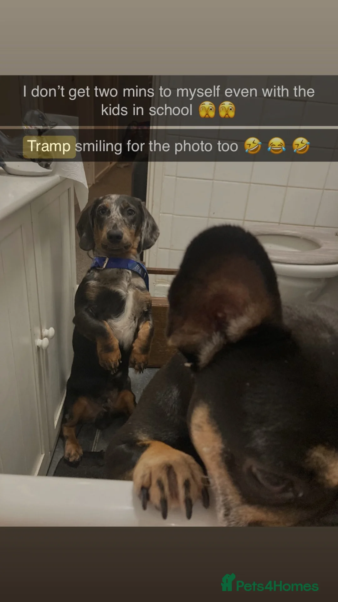 Dachshund dogs for stud: Dachshund for stud 25£ deposit r in Burnley - Advert 2