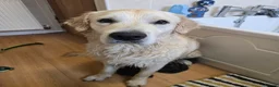 Golden Retriever dogs for sale: 1 year Golden retriever male needing rehome - Advert 3