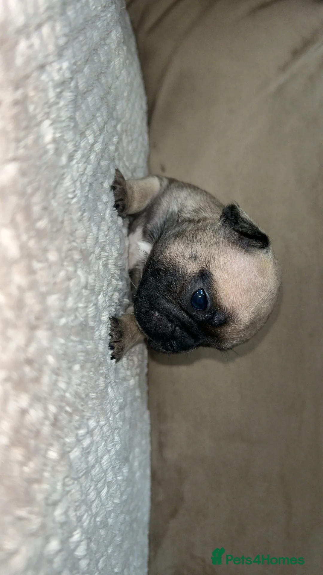 French Bulldog dogs for sale: French bulldogs - Advert 11