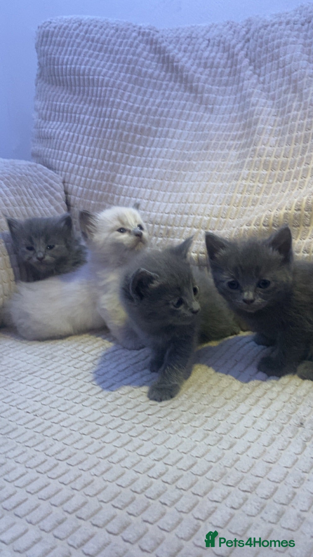 British Shorthair cats BTS Cross Ragdoll Kittens  - Advert 3