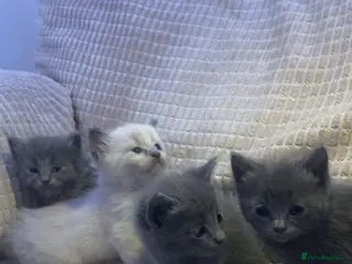 British Shorthair cats BTS Cross Ragdoll Kittens - Advert 3