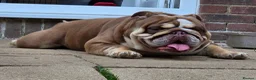 English Bulldog dogs for sale: ⭐️⭐️⭐️ EXCEPTIONAL ENGLISH BULLDOG PUPPIES ⭐️⭐️⭐️ - Advert 16