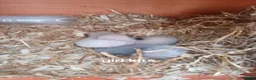 Ferret rodents for sale: Baby Ferret kits look at description!  - Advert 4