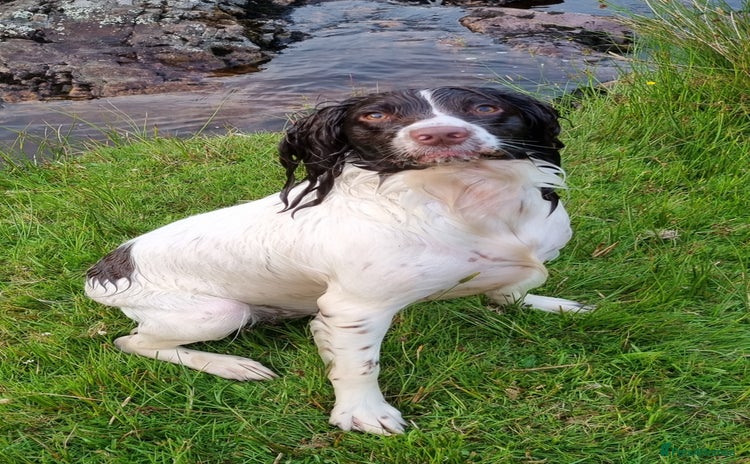 English Springer Spaniel dogs Beautiful Kc reg springer spaniel pups - Advert 1