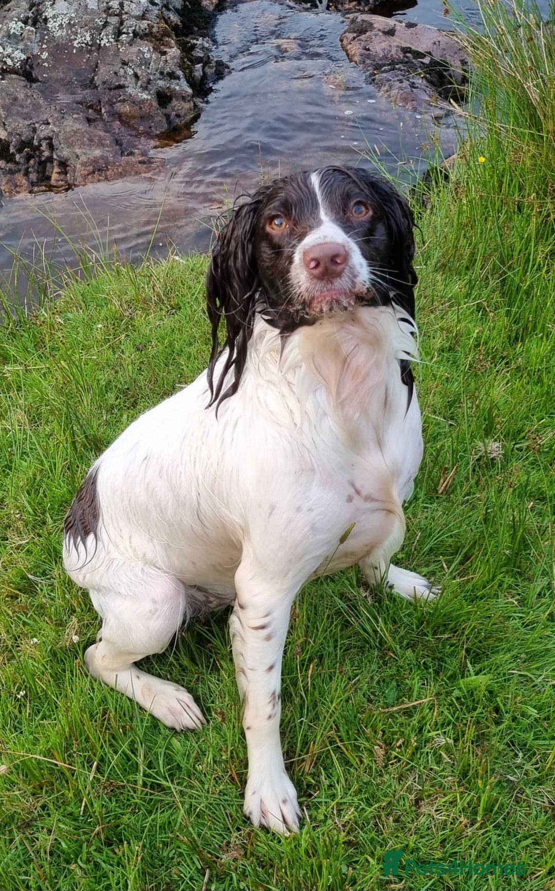 English Springer Spaniel dogs for sale: Beautiful Kc reg springer spaniel pups - Advert 1
