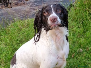 English Springer Spaniel dogs Beautiful Kc reg springer spaniel pups - Advert 4