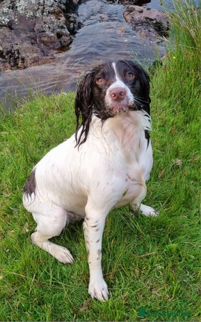 English Springer Spaniel dogs Beautiful Kc reg springer spaniel pups - Advert 1