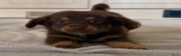 Mixed Breed dogs for sale: Dachshund x Pomchi Puppies – 2 Boys & 2 Girls in Pontefract - Advert 10