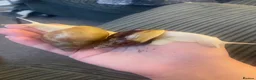 Snails invertebrates for sale: Giant African Land Snail Babies in Kettering - Advert 1
