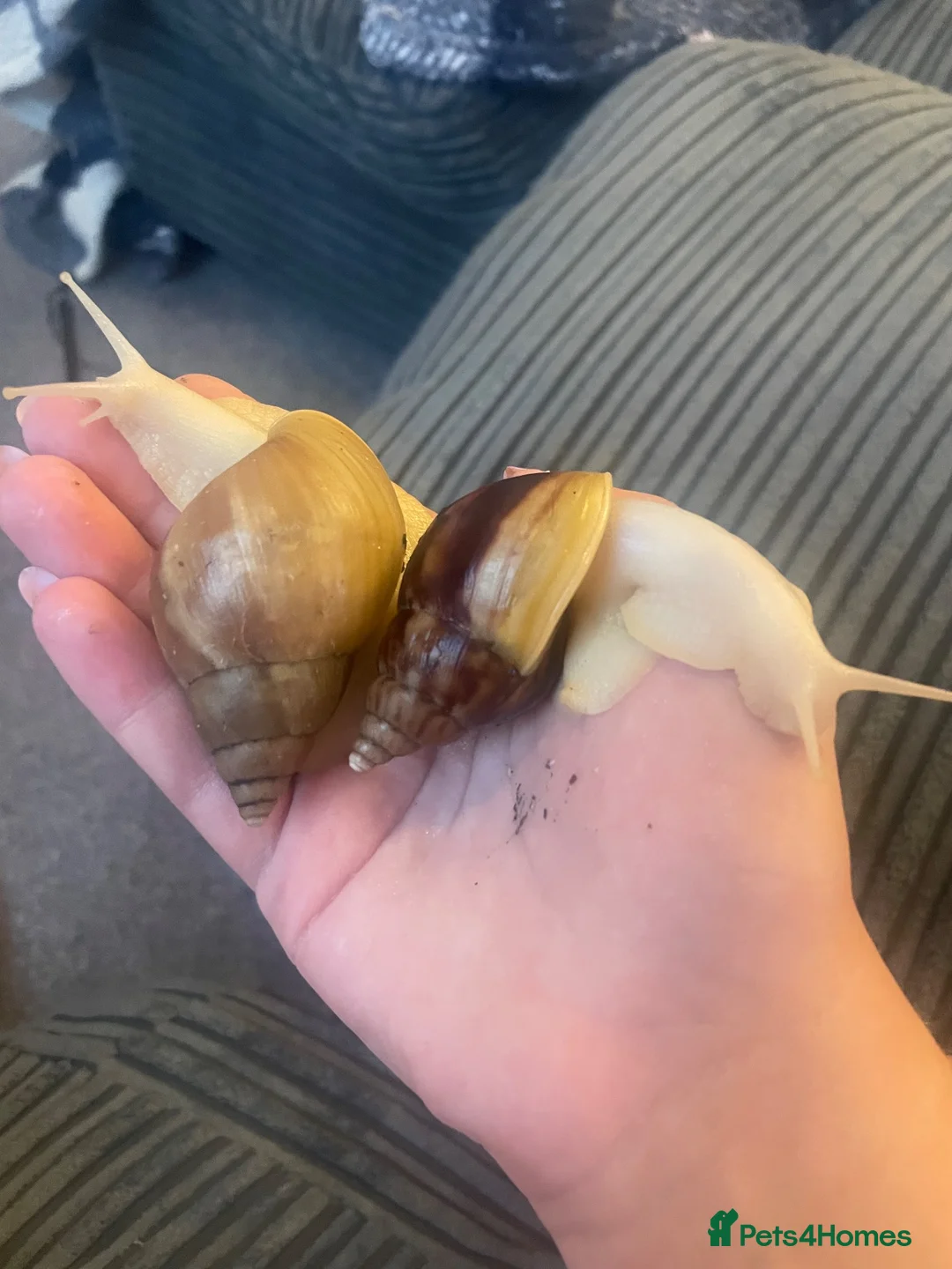 Snails invertebrates for sale: Giant African Land Snail Babies in Kettering - Advert 1