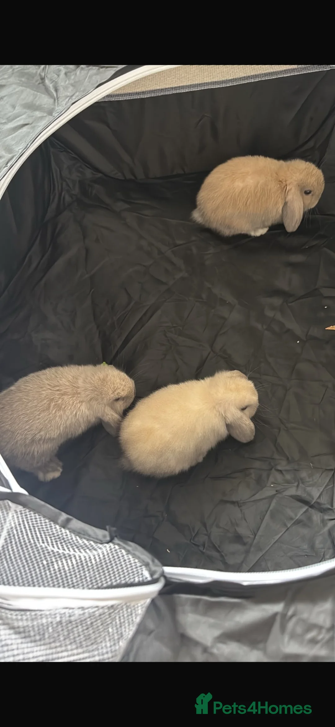 Mini Lop rabbits for sale: Baby mini lops - Advert 4