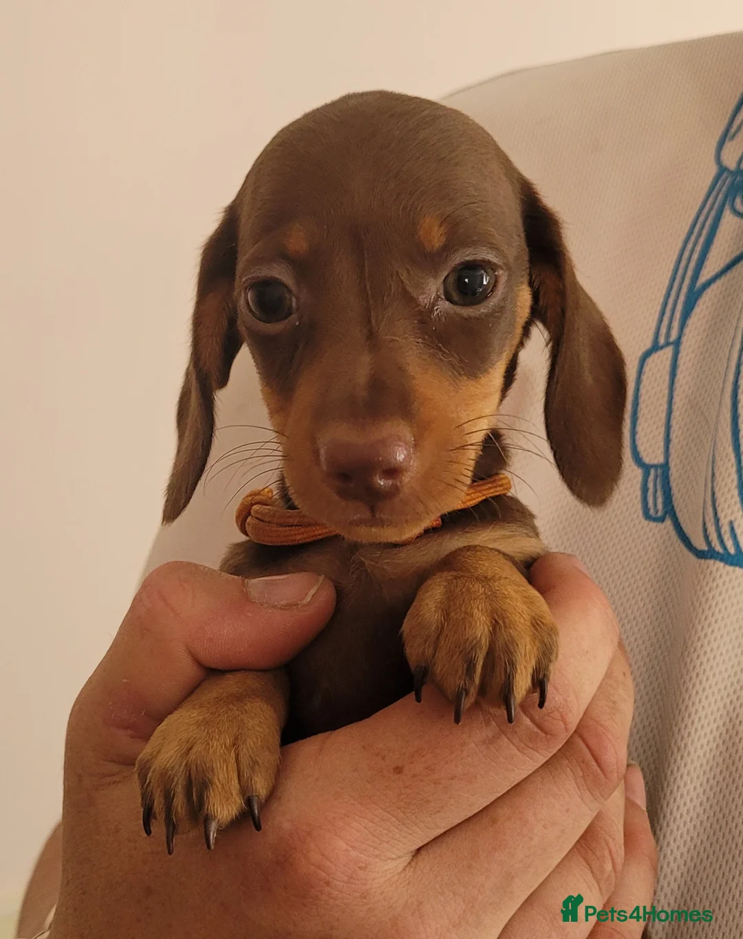 Miniature Dachshund dogs for sale: Gorgeous Chocolate and Tan Girls - Advert 2