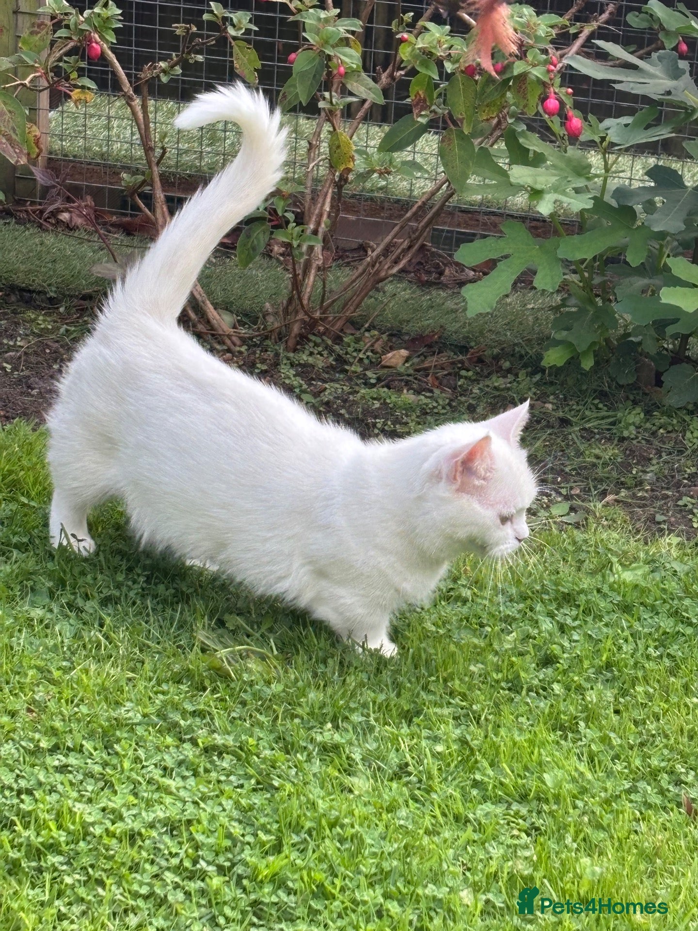 Munchkin cats Tiny, very short leg Munchkin female  - Advert 8