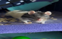 Rat rodents for sale: Four lovely Brothers for Rehoming - Image 6