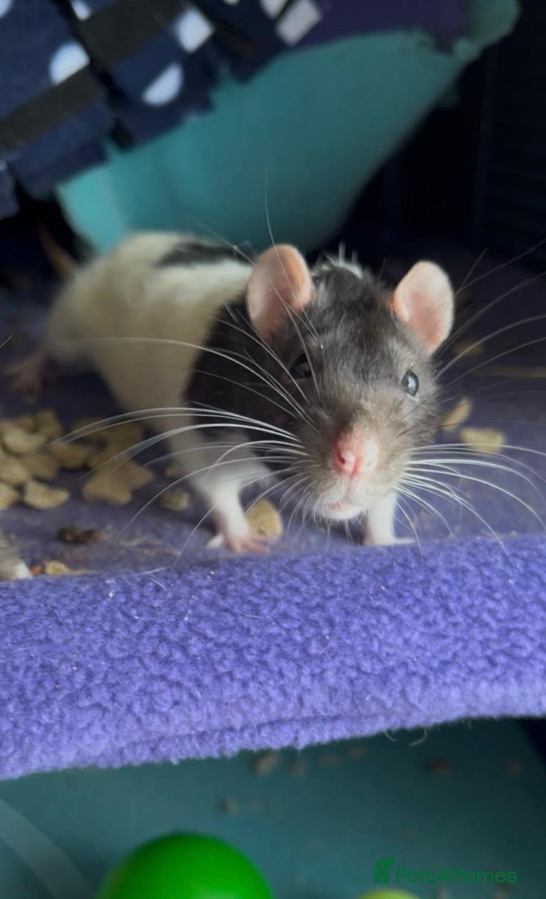 Rat rodents for sale: Four lovely Brothers for Rehoming - Image 6