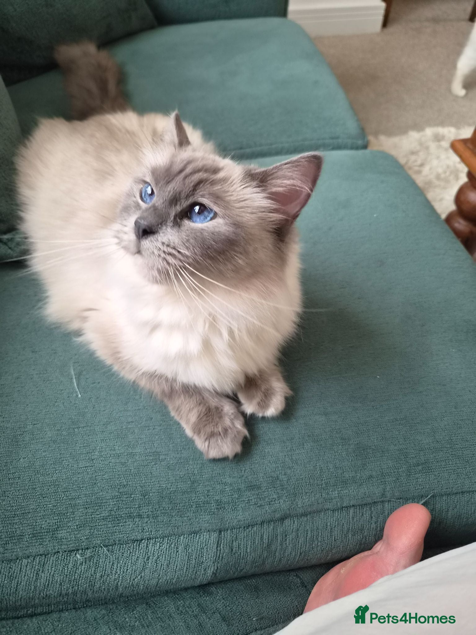 Ragdoll cats Loving Mixed Ragdoll, £50 only - Advert 1
