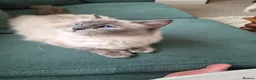 Ragdoll cats for sale: Loving Mixed Ragdoll, £50 only - Advert 1