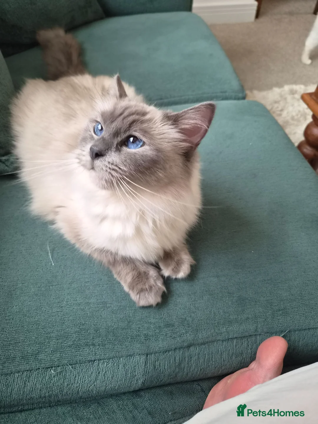 Ragdoll cats for sale: Loving Mixed Ragdoll, £50 only - Advert 1