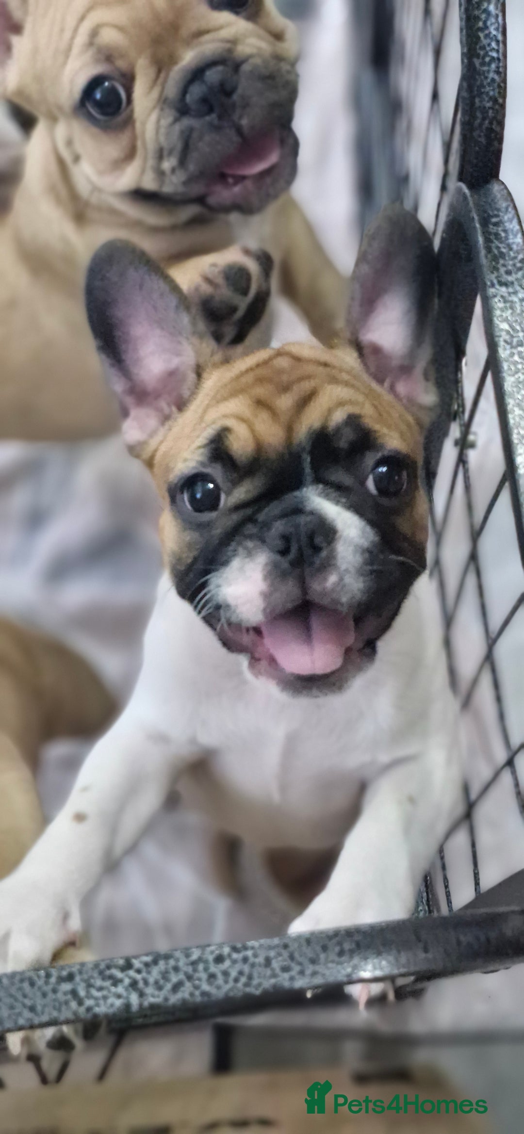 French Bulldog dogs for sale: French Bulldogs - Image 9